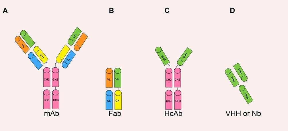 Figure 2 The various antibody formats: (A) mAb (monoclonal antibody); (B) Fab (fragment antigen binding); (C) HcAb (camel heavy-chain antibody); (D) VHH or Nb (nanobody) (adopted from Yang et al. 2019)